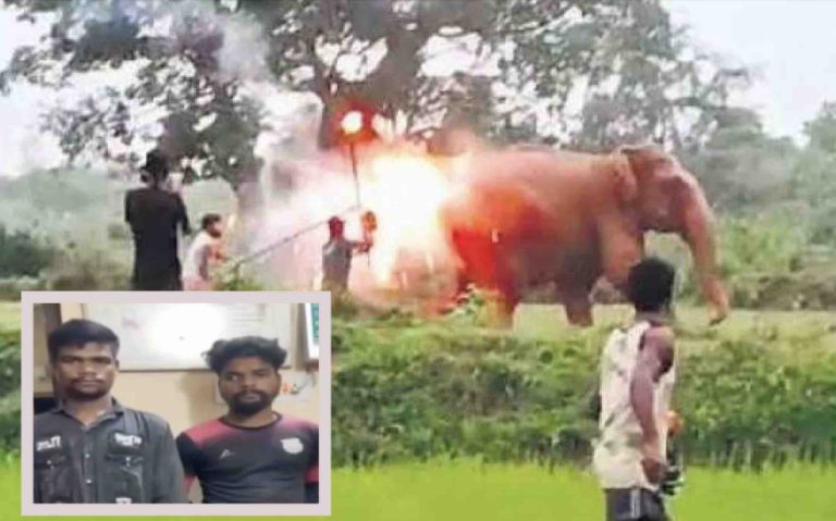 Fireballs Thrown At Elephants In Odisha: Axe Falls On 2 Contractual Staffers Of Forest Dept