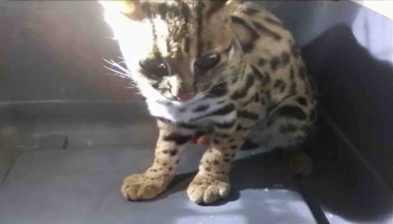 Leopard Cat Dies Within 24 Hours Of Arriving In Odisha’s Nandankanan Zoo