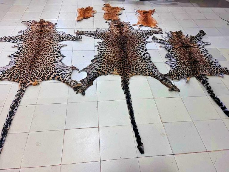 Odisha STF Arrests Wildlife Criminal, Seizes Leopard & Deer Skins In Kalahandi