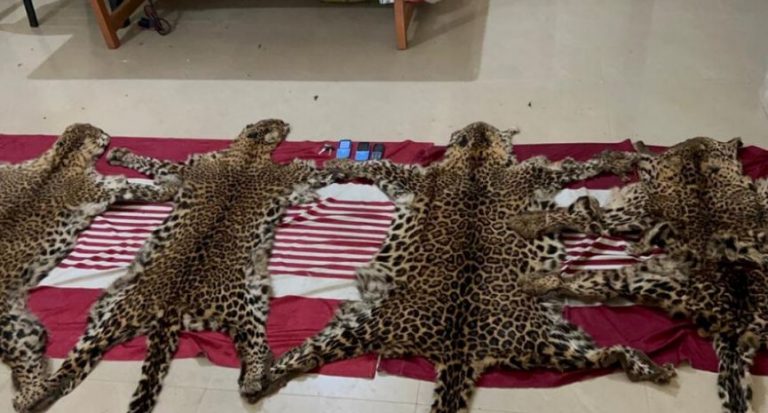 3 Wildlife Smugglers Arrested, 4 Leopard Skins Seized In Odisha’s Mayurbhanj