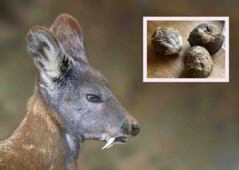 No Musk For Lords Of Puri Jagannath Temple!