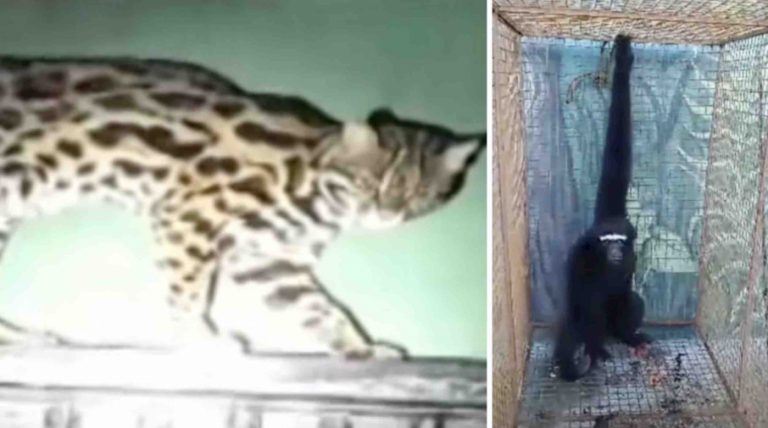 Odisha’s Nandankanan Zoo Welcomes 4 New Guests From Arunachal Pradesh