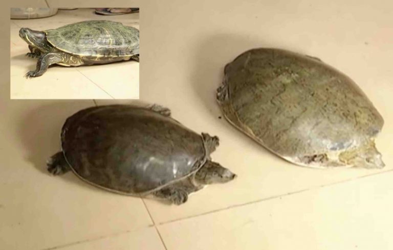 Rare Species Of Turtles Seized From Hotel In Bhubaneswar