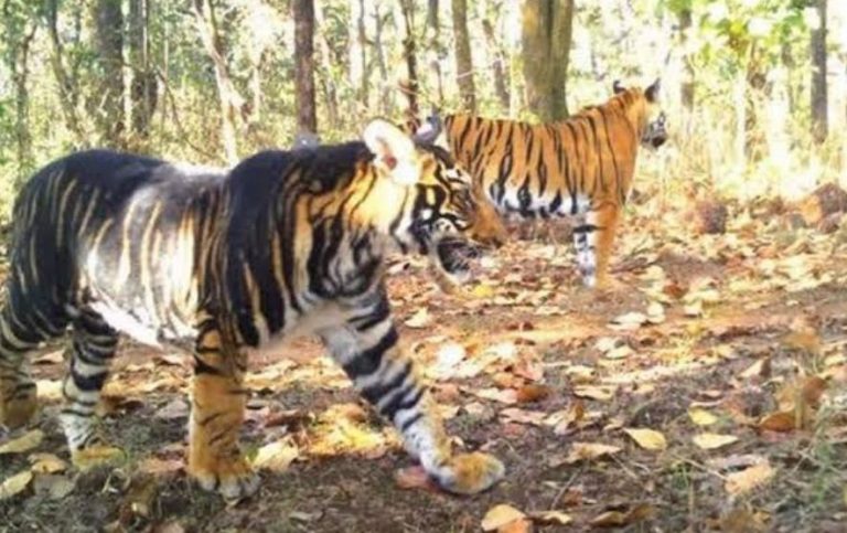 Odisha To Launch Own Tiger Census From October 15; Training Of Master Trainers Begins