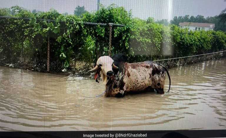 Know Pritam, The Coveted Bull Rescued By NDRF In Noida; Here’s How Much It Costs
