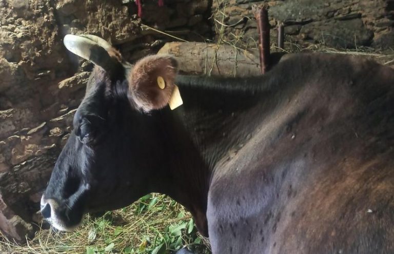 Lumpy Skin Disease Returns As Social, Infrastructural Factors Dampen Uttarakhand’s Vaccination Drive