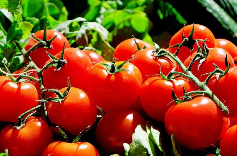 tomato price reduced further