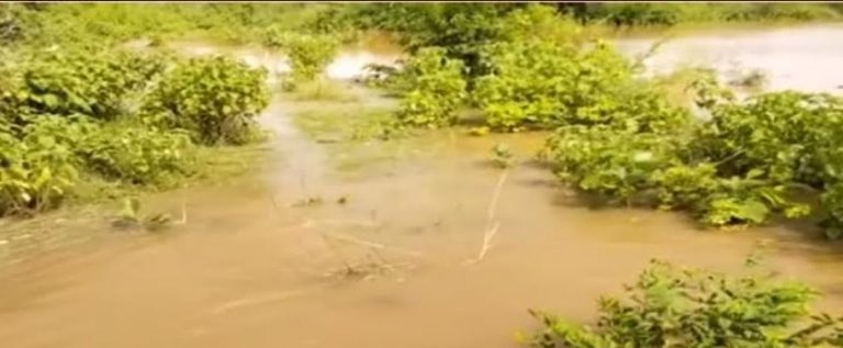Farmers Worried As Paddy Fields Submerged After Breach In Canal Embankment In Odisha’s Kalahandi
