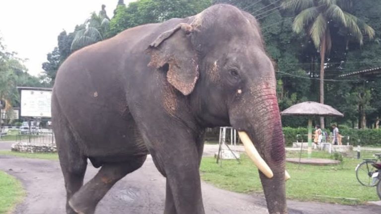 India's oldest elephant Bijuli Prasad dies at 89