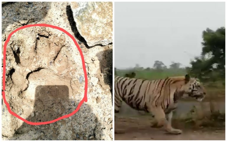 Odisha: Royal Bengal Tiger Scare In Rayagada Villages Close To Andhra