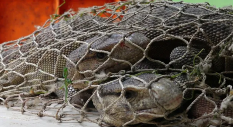 Wildlife Smuggler Held With 25 Monitor Lizards, 2 Turtles In Odisha’s Balasore
