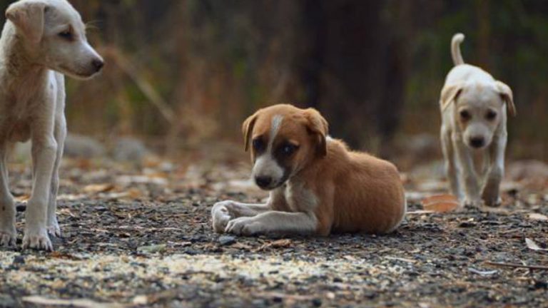 Delhi’s Street Dogs Can Breathe Easy Before G20 Summit; Know The Connection