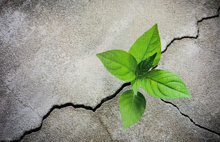 Let’s Not ‘Weed Out’ The Weed From Our Lives: Unlike Us, It’s Not Transient