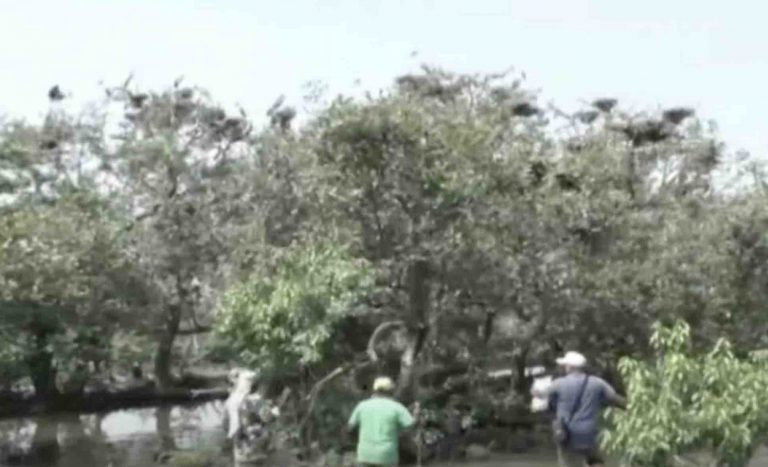 5-Day Resident Bird Census Begins In Odisha’s Bhitarkanika National Park