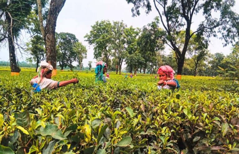 Tea plantation in Alipurduar, north bengal