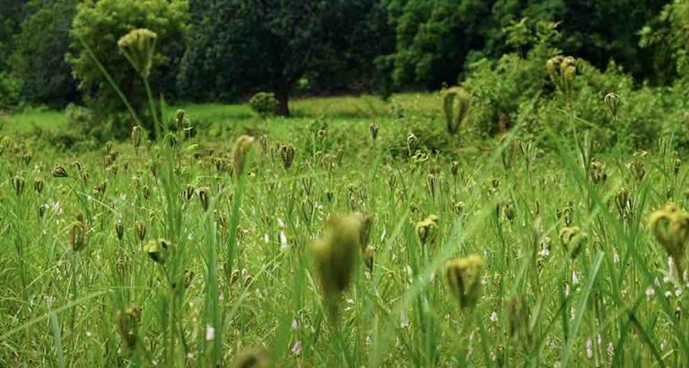 Odisha To Promote Millet Food Culture At Global Conference In November