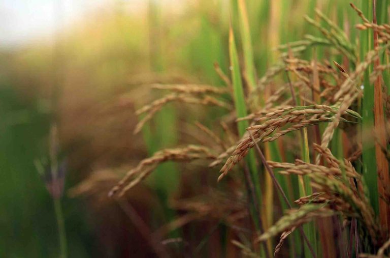 Odisha CM Declares 1 Day Special Holiday For Nuakhai Festival