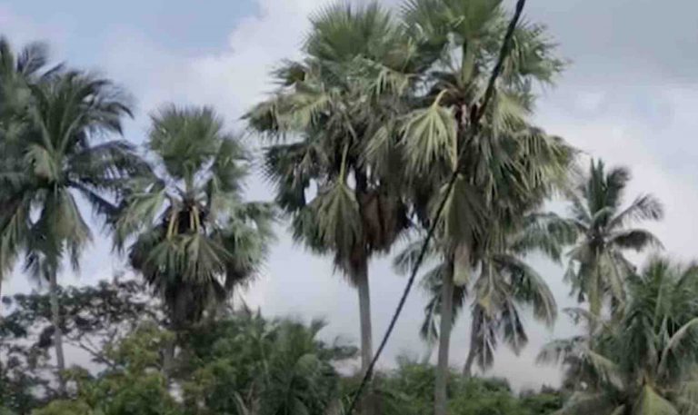 Odisha To Take Up Massive Palm Tree Plantation To Thwart Lightning Casualty