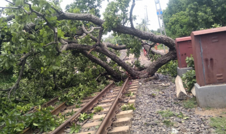 Uprooted Tree Falls On Railway Tracks Disrupting Train Services In Odisha’s Mayurbhanj