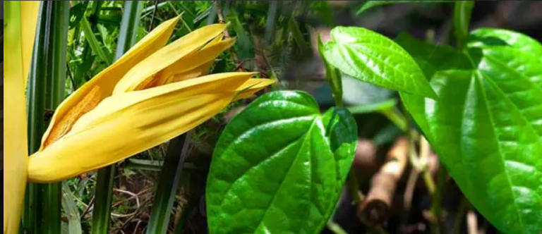 Odisha Govt To Provide Special Finance Assistance To Betel leaf, Kia Flower Farmers