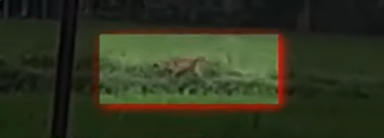 Roaming Tiger Sparks Panic Among Villagers In Odisha’s Sonepur