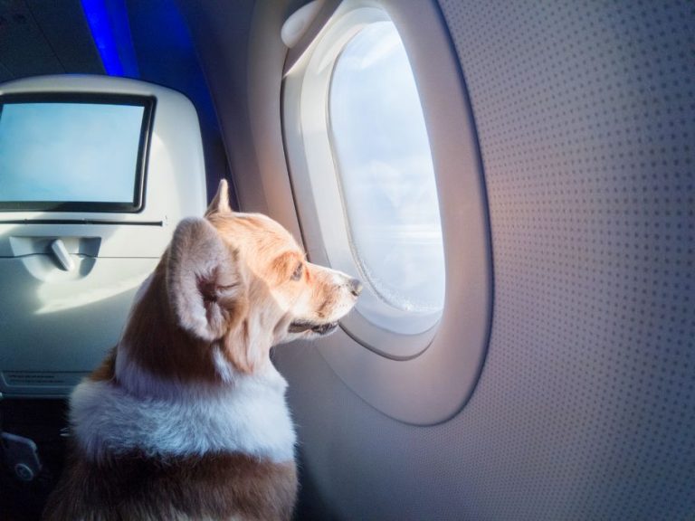 farting dog on aircraft