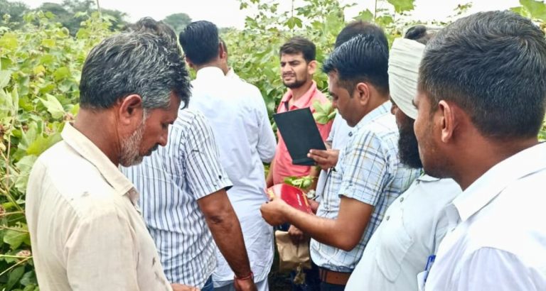Pink Bollworm Hits Early This Crop Cycle, Gives Heartburn To Cotton Farmers Of Rajasthan