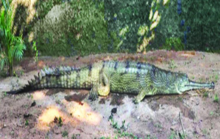 Giant Gharial Rescued From Sea Near Balasore Brought To Nandankanan In Bhubaneswar