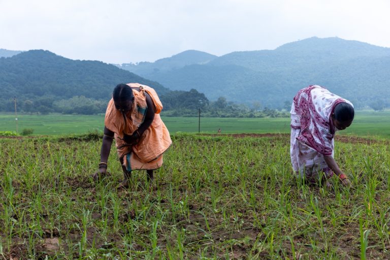 TPSODL Joins Hands With Odisha Millets Mission To Promote Sustainable Agriculture & Nutrition
