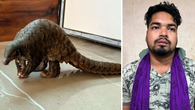 Odisha STF Arrests Wildlife Criminal In Nuapada, Rescues Live Pangolin