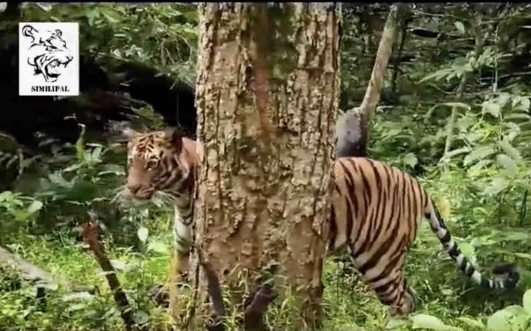 SIMILIPAL Tiger Census