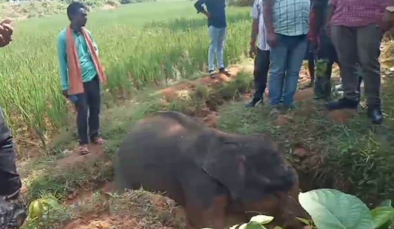 Ailing Elephant Dies During Treatment In Odisha’s Balasore