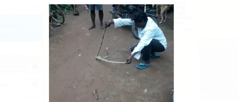 Odisha Man Bitten By Snake While Playing With It After Rescuing; Dies