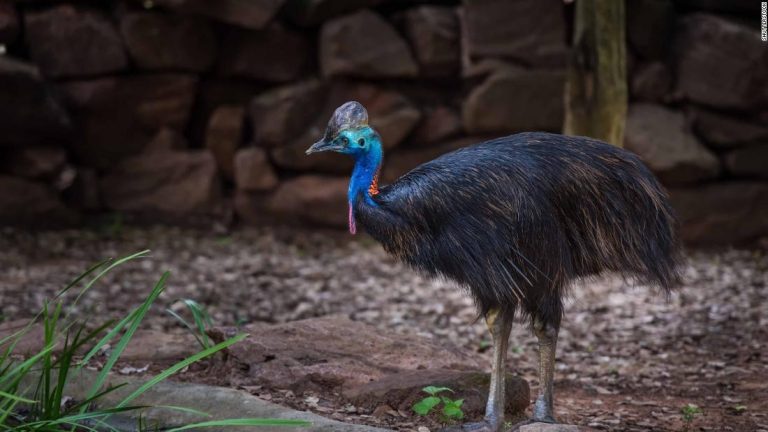 Cassowary Birds