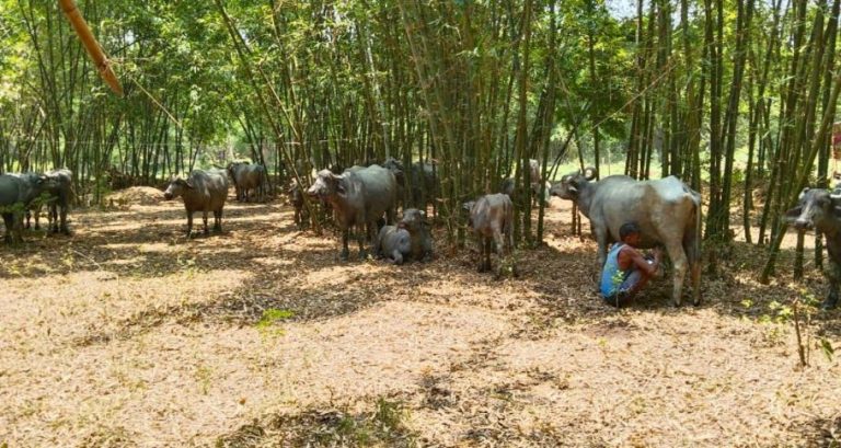 buffalo farming Bihar