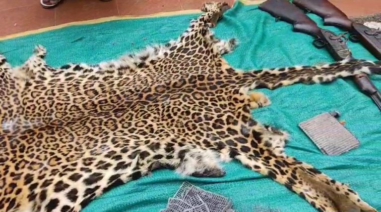 leopard skin seized