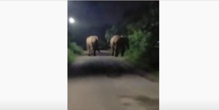Elephant Herd Spotted Near Govt Hospital In Odisha’s Khurda Town