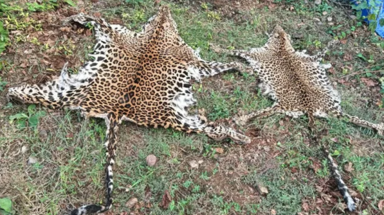 Odisha STF Seizes 2 Leopard Skins In Rayagada; 2 Held