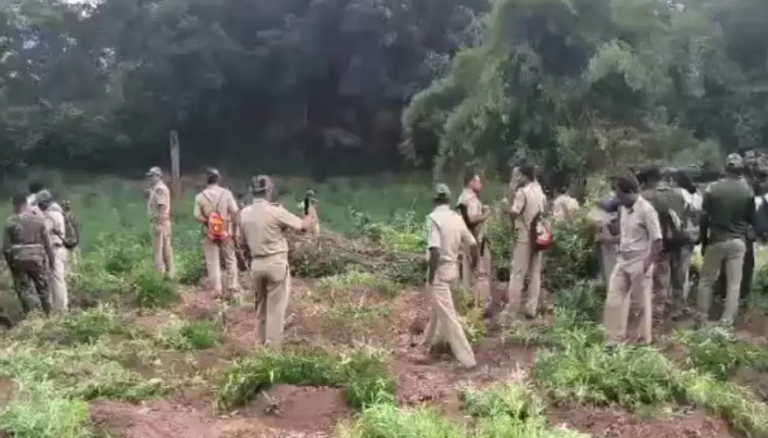 Crackdown On Hemp Cultivation; Plants Worth Rs 9 Cr Destroyed In Odisha’s Gajapati
