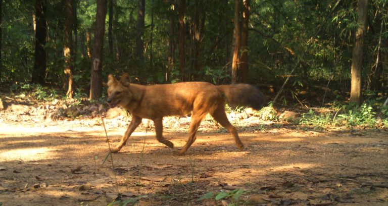 Wild Dogs Sighted In Odisha’s Debrigarh Sanctuary; Know More About This Schedule II Animal