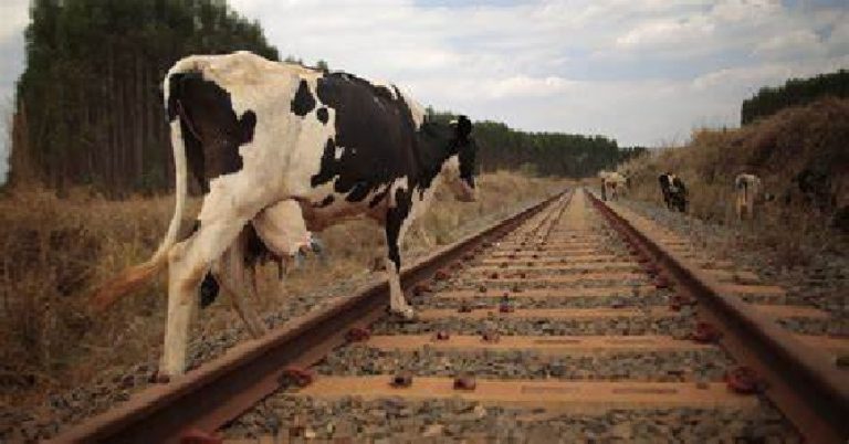 cattle mishap on train tracks