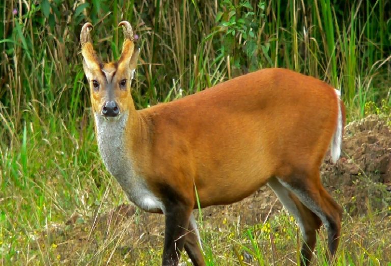 barking deer