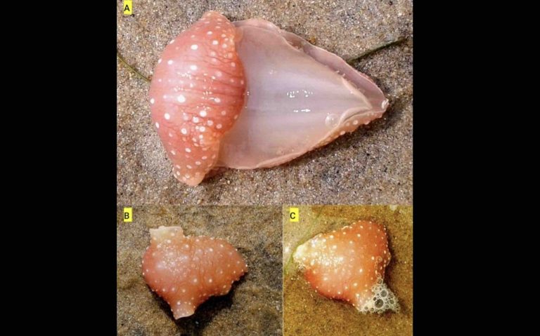 Alien Sea Slug Found In Chilika Lagoon In Odisha; Know More About This Atlantic Nudibranch Species