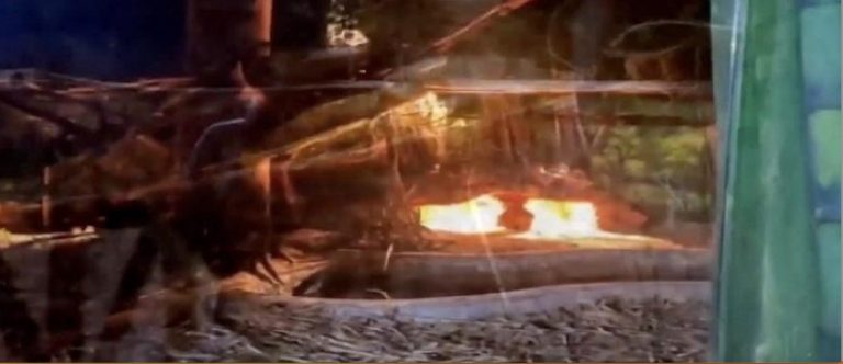 Heaters, Blankets Placed Inside Odisha’s Nandankanan Zoo To Protect Animals From Winter Chill