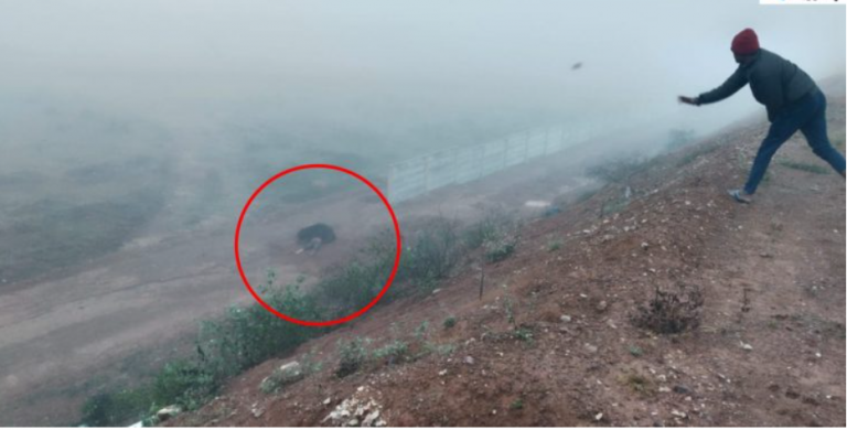 Bharatmala Project Contractor Killed In Bear Attack In Odisha’s Nabarangpur