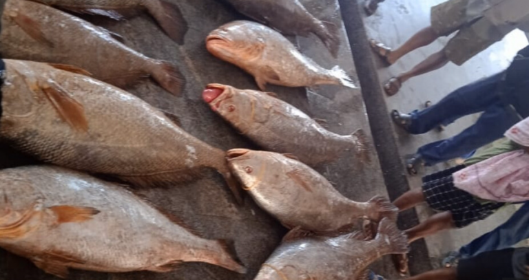 Rare Telia Fish Auctioned For Rs 25 Lakh In Odisha’s Paradip