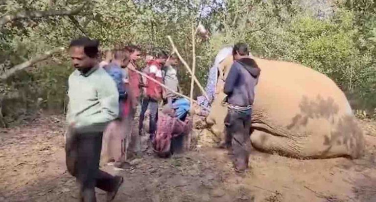 Elephant With ‘Bullet’ Injury Dies During Treatment In Odisha’s Nayagarh