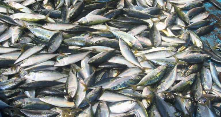 coastal karnataka fishermen affected