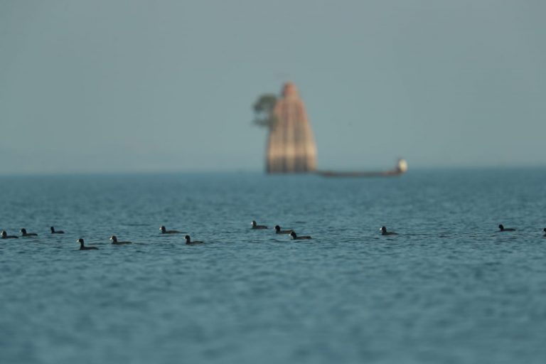 Odisha’s Hirakud See Marginal Rise In Bird Count, 20 New Species Spotted