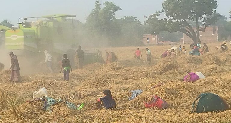 A paddy harvester at work in Bihar's Waina village